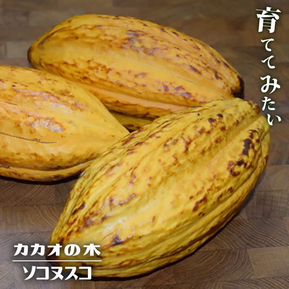 楽天市場】ダージリンバナナ 【レッドタイガー】 実生 3号ポット