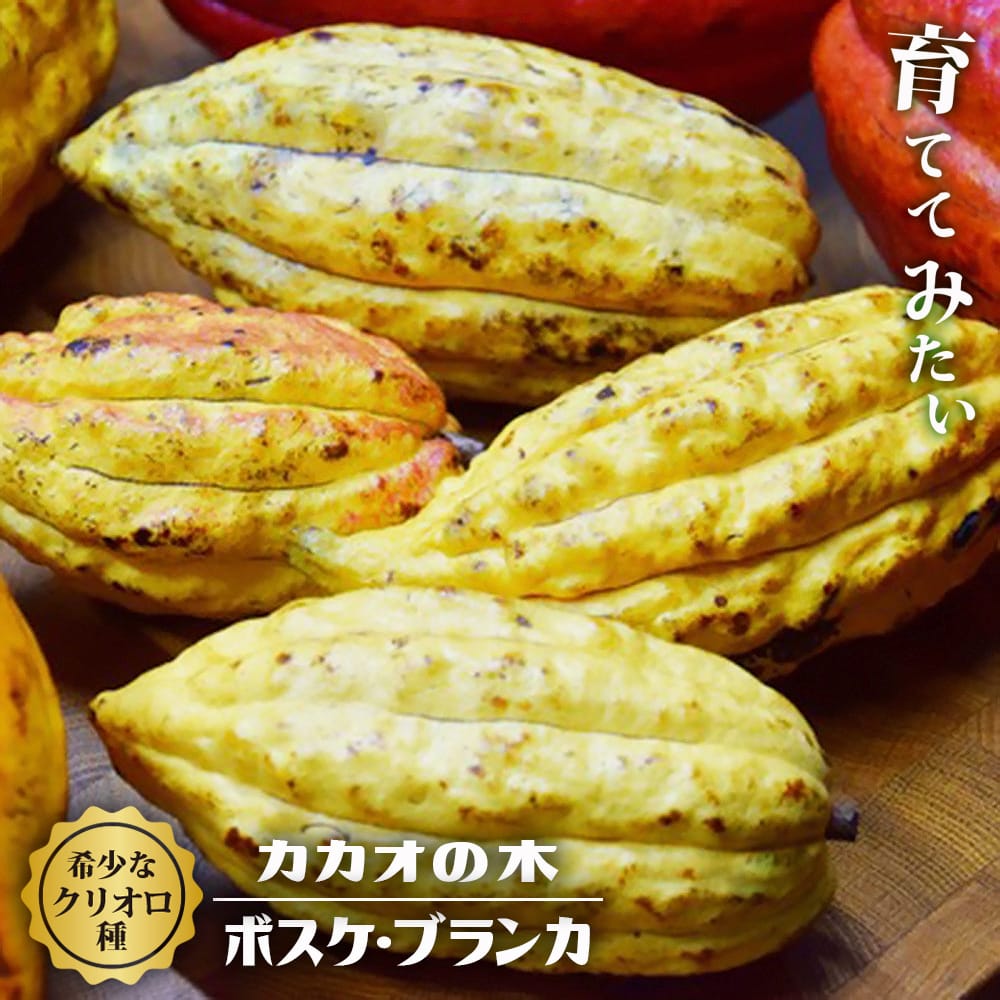 楽天市場】カカオ トリニタリオ種 【オバリータ・ロサ】 実生 3号