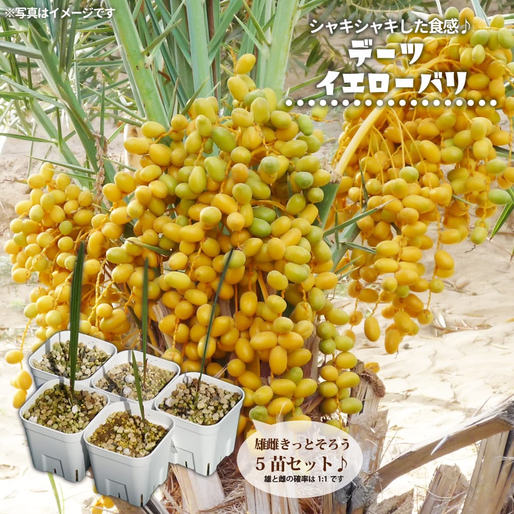 楽天市場】デーツ 【イエローバリ】 実生 ポット苗 3苗セット : 苗木部