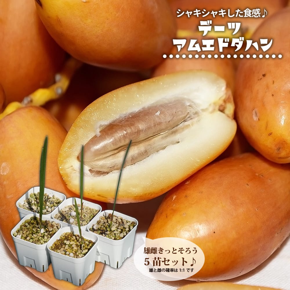 ① ナツメヤシ 耐寒性ヤシ 8号鉢 高さ110cm 実生5年生 現品 ヤシ 苗 【ナツメヤシ （デーツ）】 5年生 実生苗 （雄雌 不明