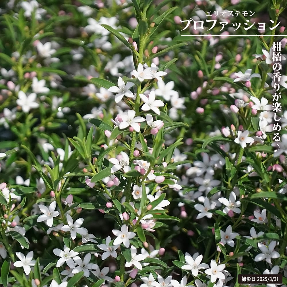 楽天市場】カスアリナ タマモクマオウ 6号ポット苗 : 苗木部 by 花