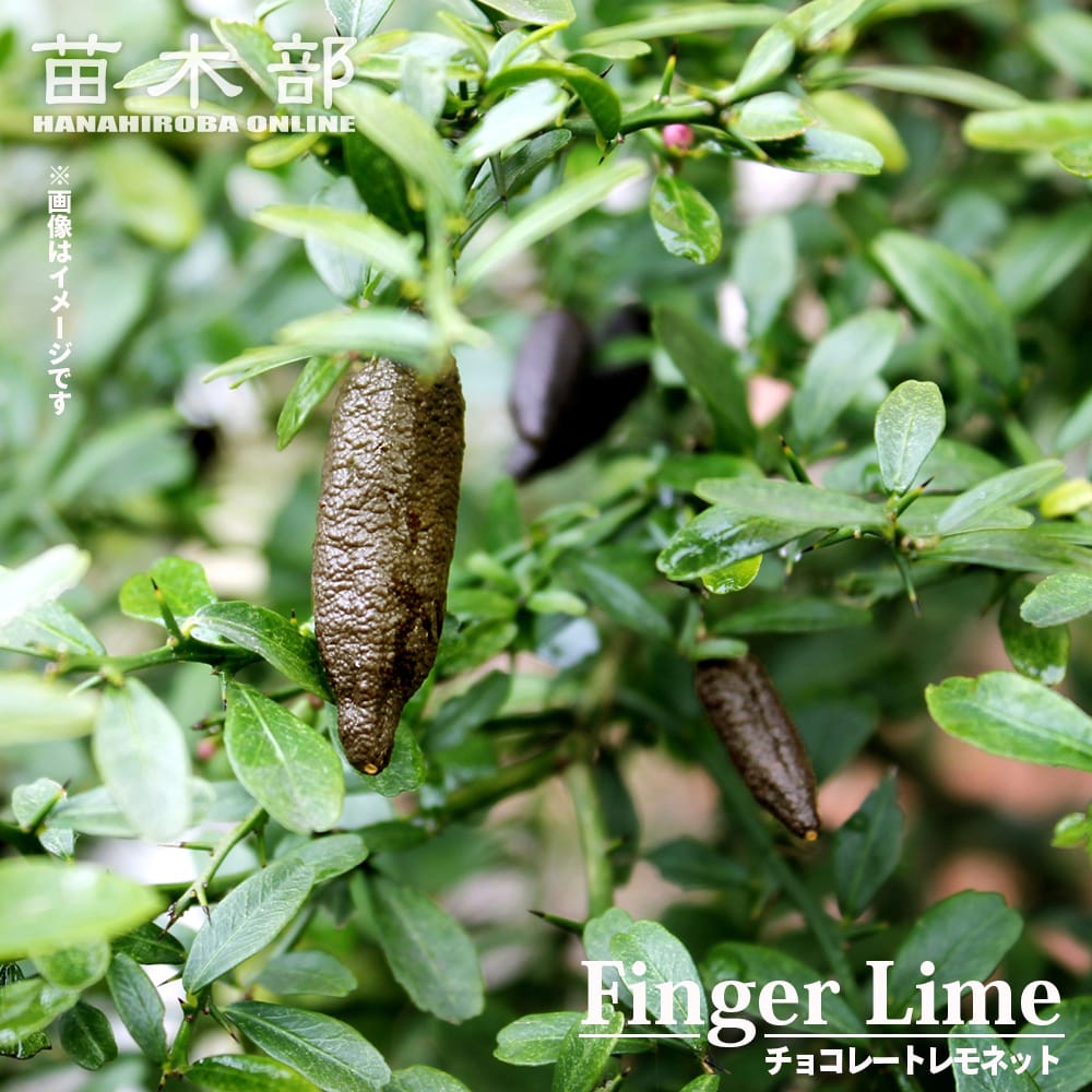 柑橘2年生　フィンガーライム接木苗／ダーラムエメラルド　8号鉢植え 楽天市場】フィンガーライム 苗 【ダーラムエメラルド】 果皮