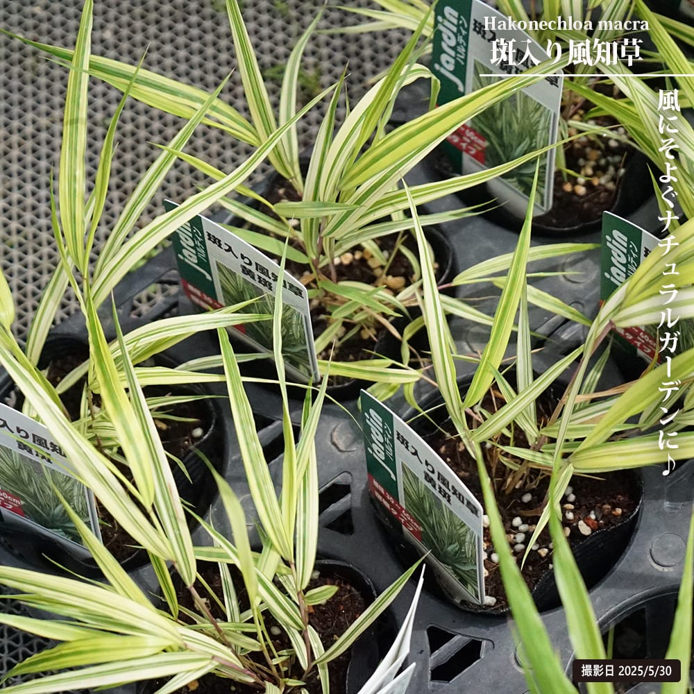 楽天市場】オモト 万年青 （斑入りじゃない万年青） 3.5号ポット苗