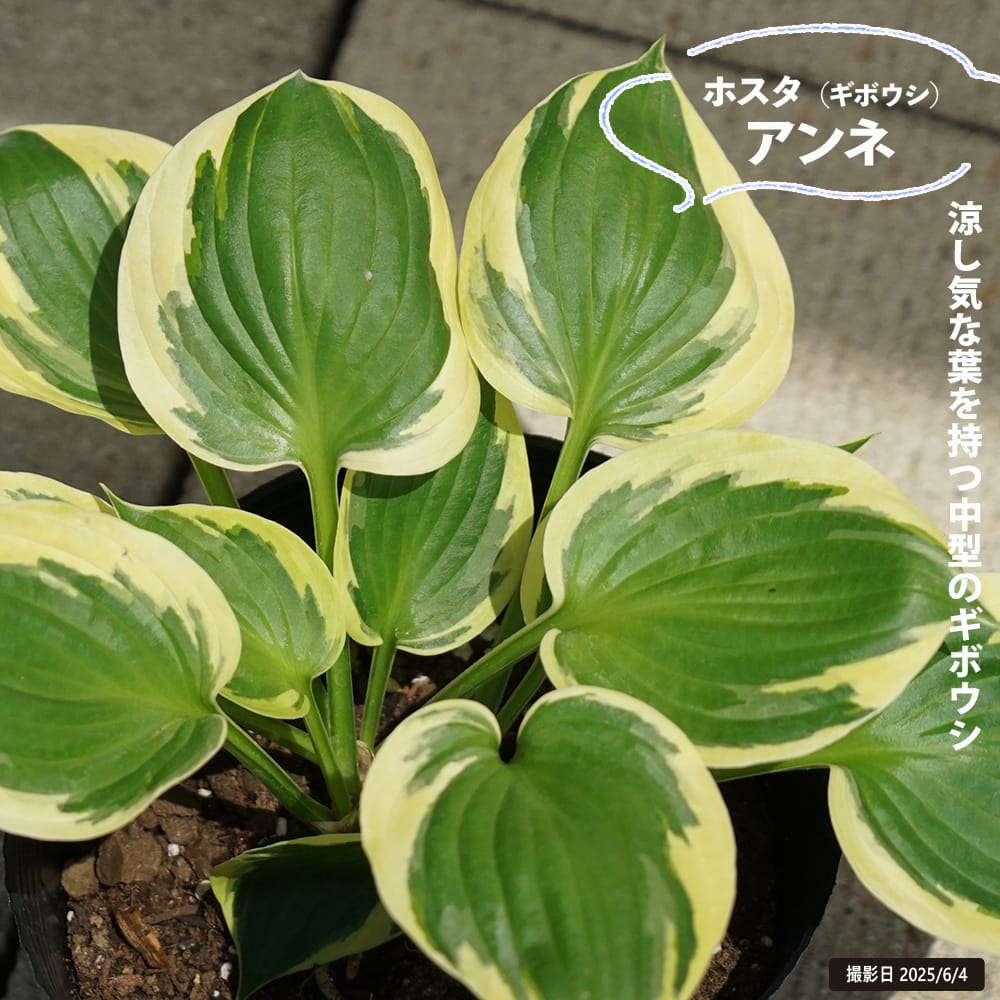 楽天市場】【ジューン】 ギボウシ ホスタ 6号ポット苗 : 苗木部