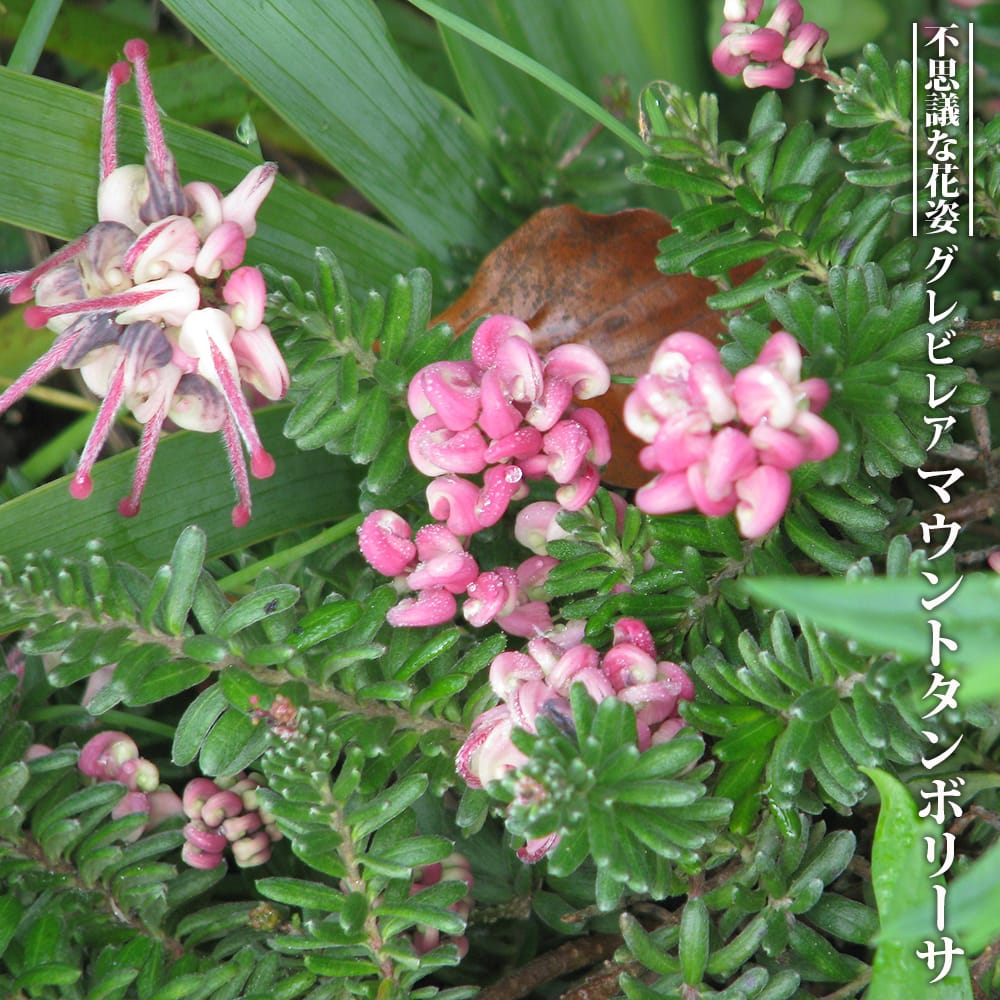 楽天市場】グレビレア 【ピーチアンドクリーム】 5号鉢植え
