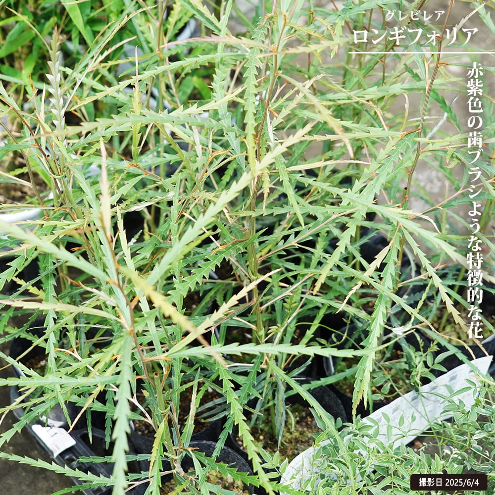 1点のみ入荷❗️ 【１１６cm◎】 希少　グレビレアココナッツアイス 楽天市場】グレビレア 【ココナッツアイス】 4号ポット苗 : 苗木