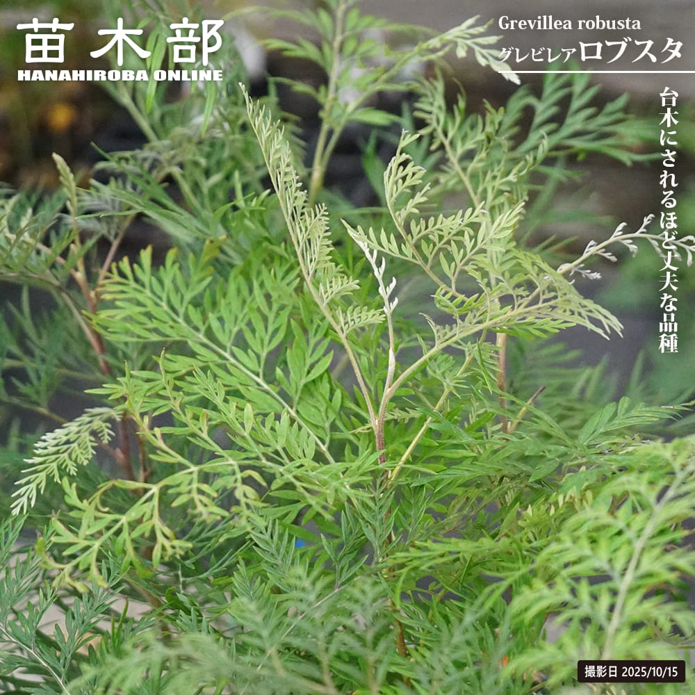 楽天市場】グレビレア 【ロンギスティーラ エレガンス】 7号ポット大苗