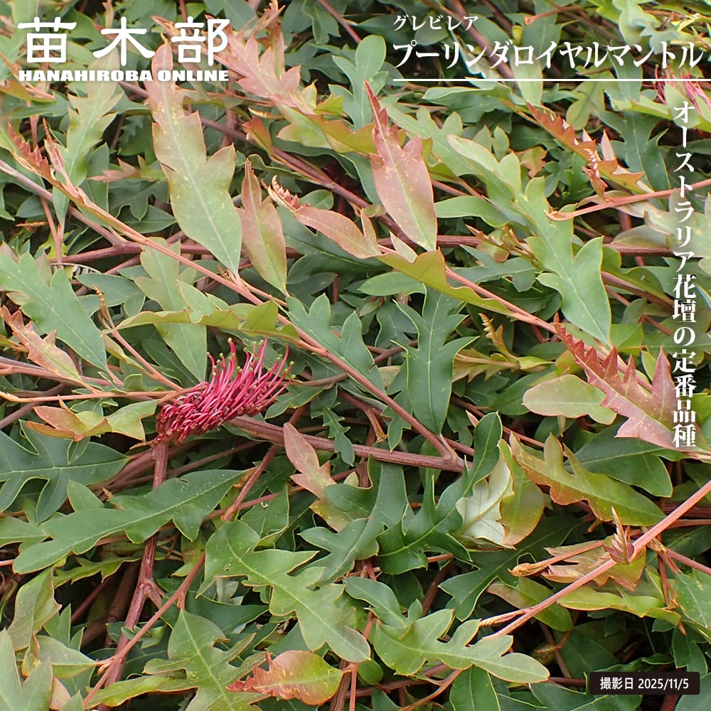 楽天市場】グレビレア プーリンダロイヤルマントル 5寸鉢植え : 日本