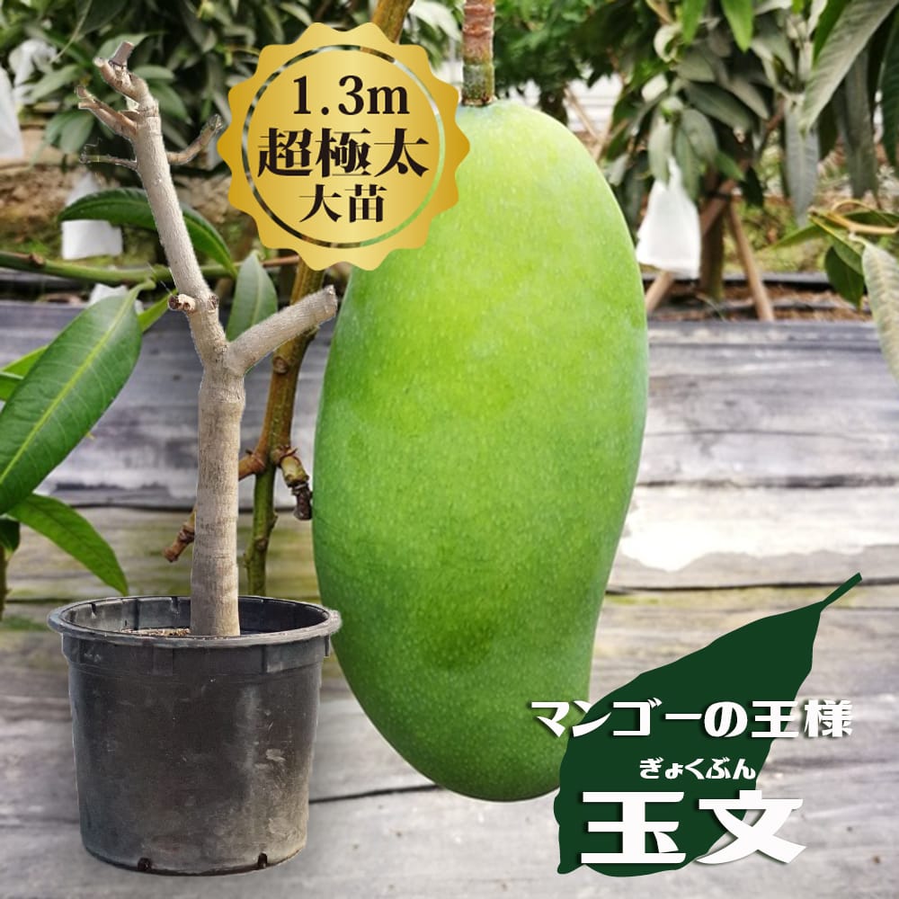果実2個有19800円に値下げ中❶紅キンコウマンゴー 特選接木苗　半耐寒 楽天市場】☆希少☆レア☆数量限定☆【キンコウマンゴー苗木1本