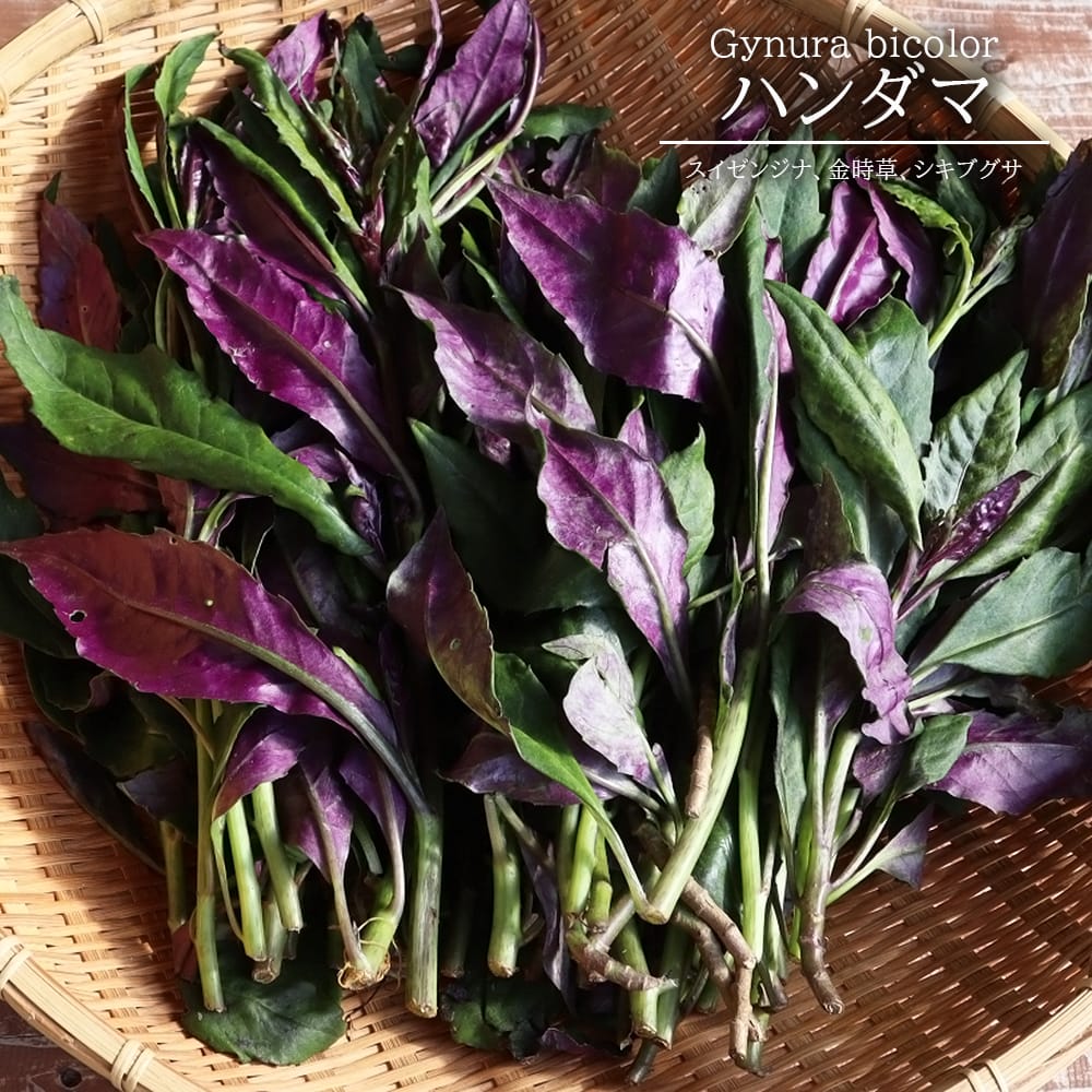 楽天市場】『ハンダマ/金時草/水前寺菜の苗 6個セット』加賀野菜・式