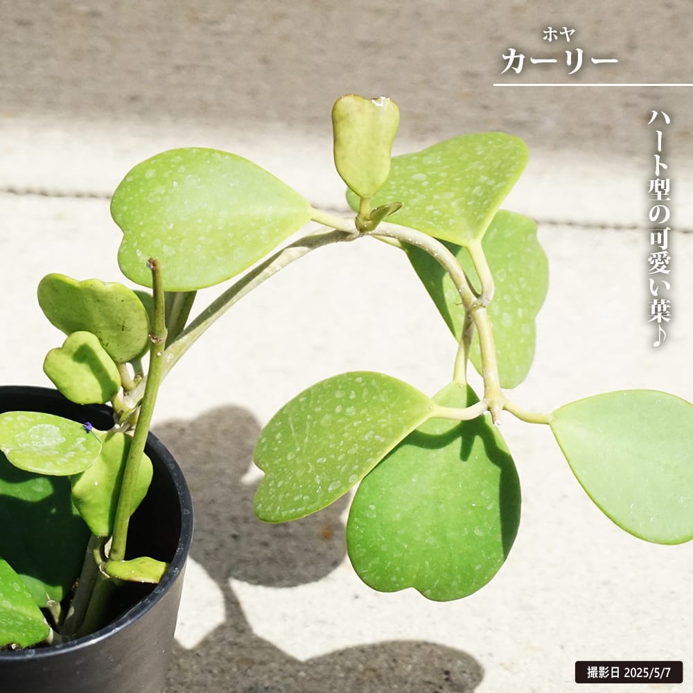 楽天市場】ホヤ 【レツーサ】 4号ポット苗 : 苗木部 by 花ひろば