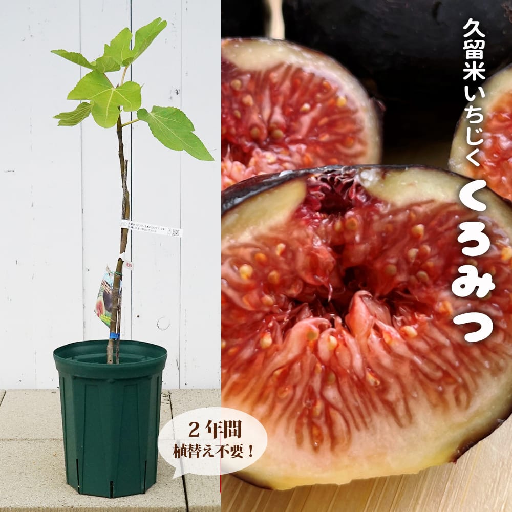 レモンのホップ イチジク いちじく 結実確認済 いちじく】昨年の振り返り - YouTube