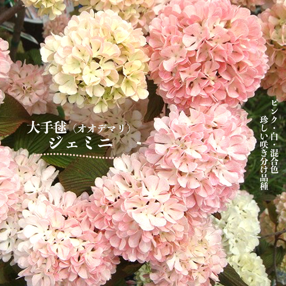 楽天市場】2026年【5月開花予定】※6月以降は剪定後でのお届けです