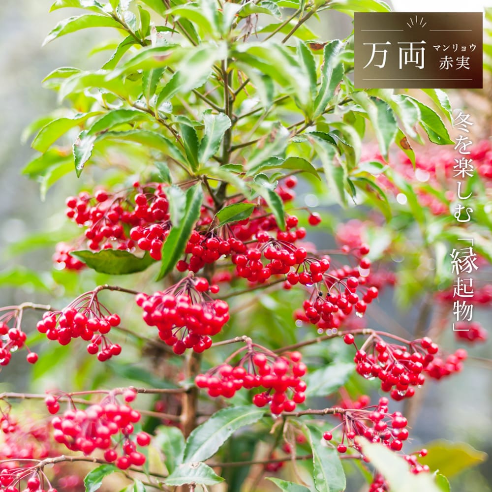 万両一群れ　高さ50～1m70cm内外 万両一群れ 高さ50～1m70cm内外 万両一群れ 高さ50～