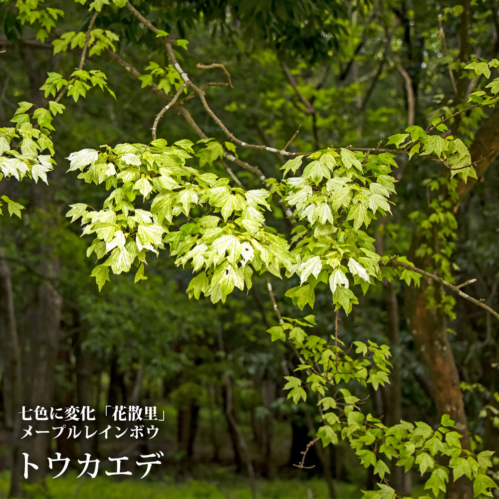 北の蝦夷　黄色く紅葉する　ミズナラ　1メートル50センチ　4年苗　大小セット 北の蝦夷 黄色く紅葉する ミズナラ 1メートル50センチ 4年苗