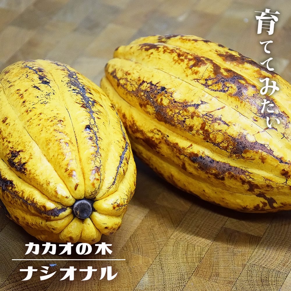 楽天市場】カカオ 【クリオロ種 ボスケ・ブランカ】 1年生実生苗 3号