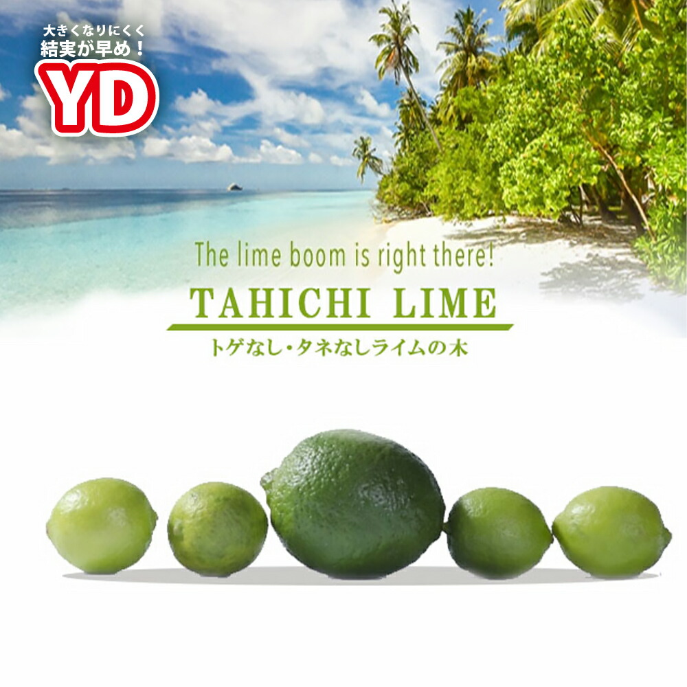 楽天市場】□珍しいライム□ライム 苗 スイートハートライム 2年生