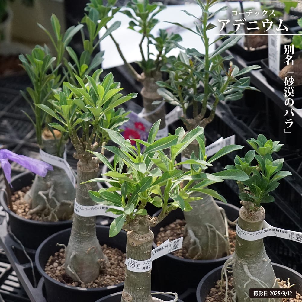 楽天市場】コーデックス：アデニウム ドファレンセ*塊根幅1.2cm