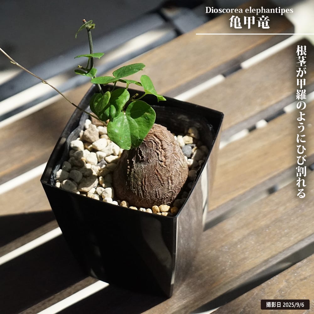 楽天市場】亀甲竜 鉢植え : 苗木部 by 花ひろばオンライン