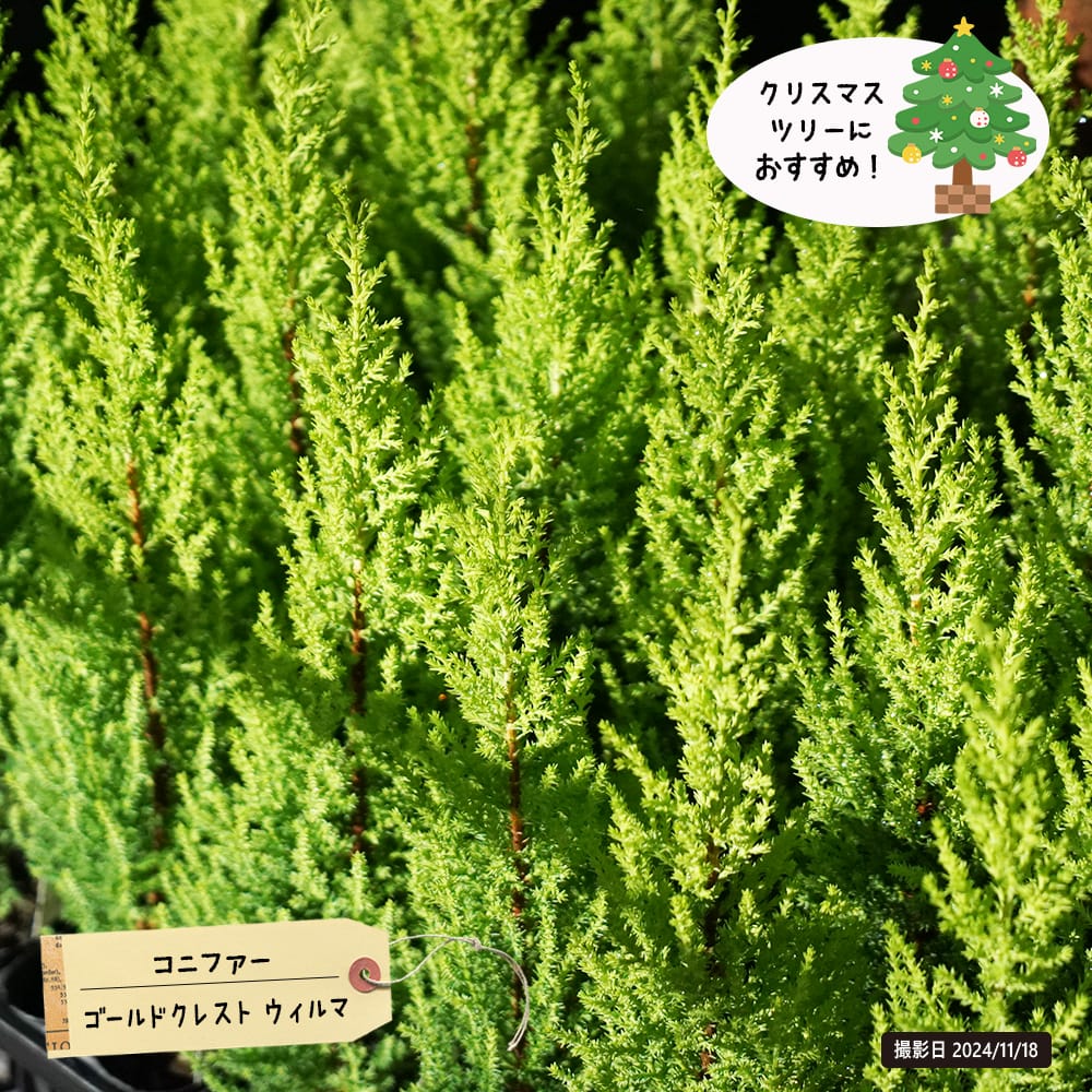 サルフレア 苗 大型170cm❗綺麗な葉色 クリームイエロー コニファー サルフレア 苗 大型170cm❗綺麗な葉色 クリームイエロー