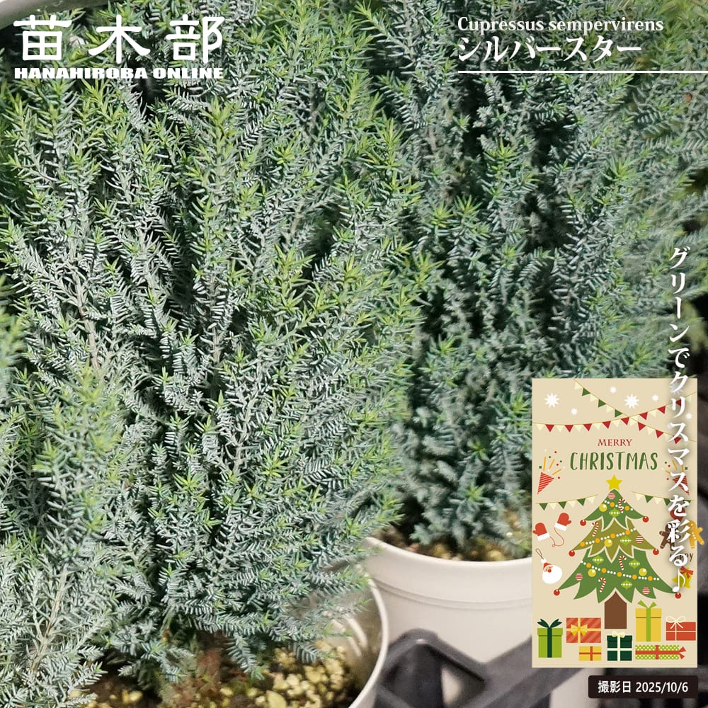 コニファー ゴールドクレスト ウイルマ苗 170cm❗綺麗な樹形 美しい葉色 imgrc0103400834.jpg