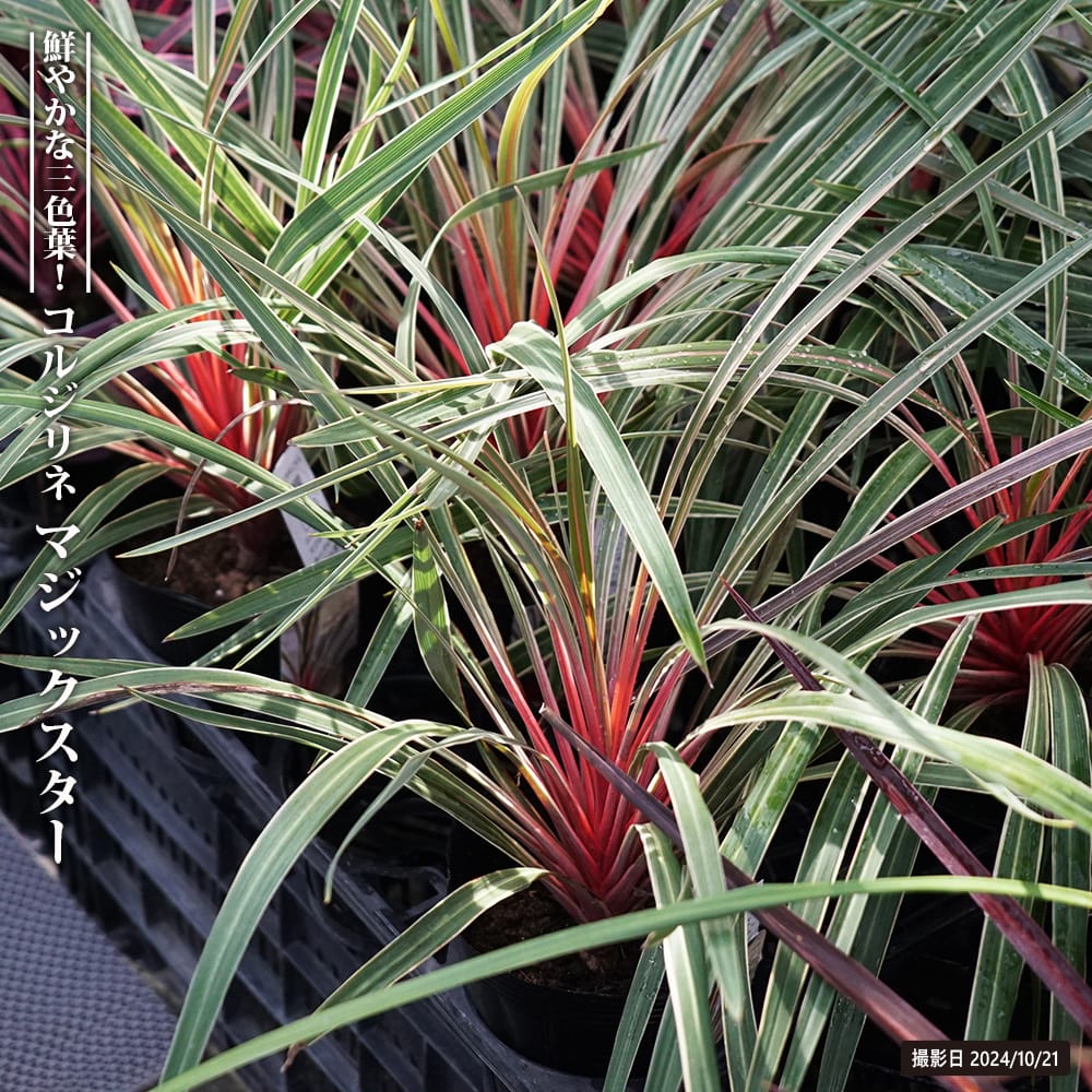 楽天市場】希少種 コルジリネ マジックスター 4号サイズ 鮮やかなな