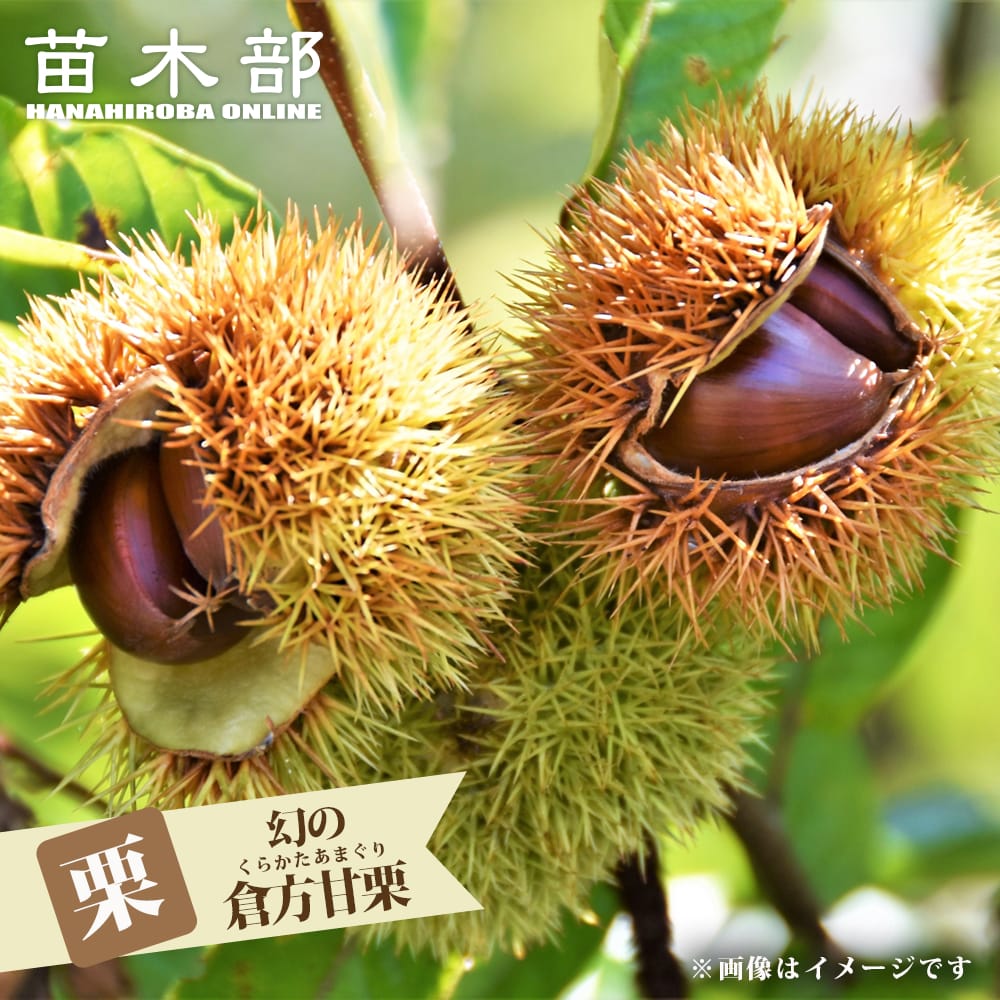 ①超希少イタヤカエデ「名栗錦」接木大苗 7号鉢全長140cm 超希少イタヤカエデ「名栗錦」接木大苗 7号鉢｜Yahoo!フリマ（旧