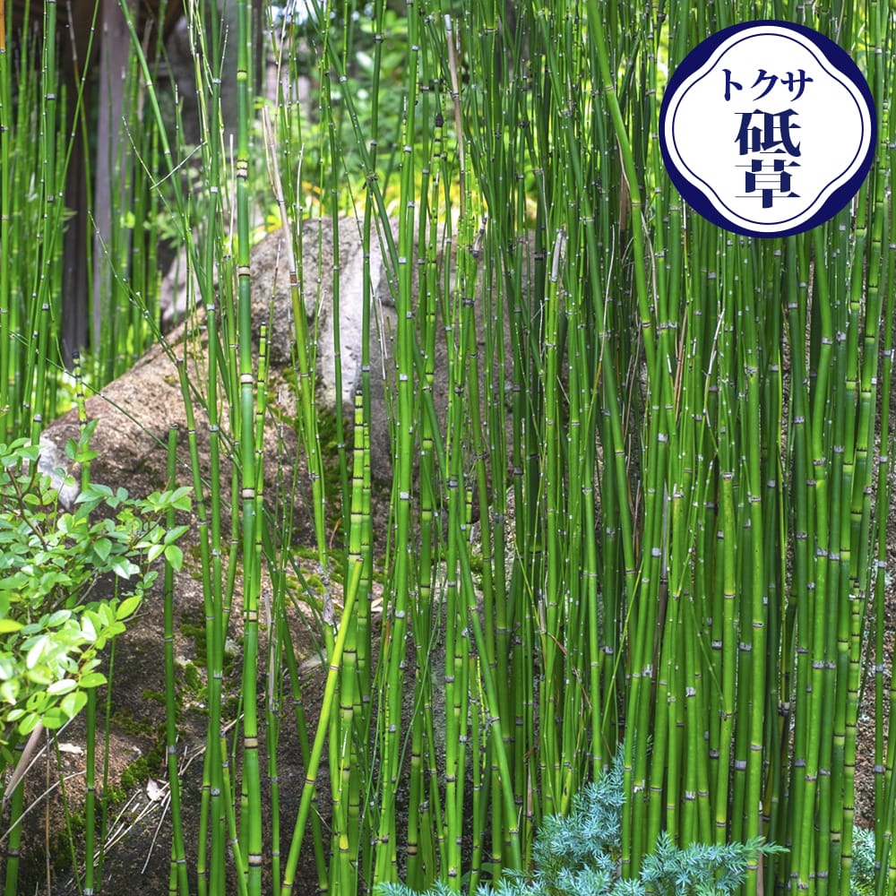 オリーブ　マンザニロ　2 オリーブ マンザニロ 2