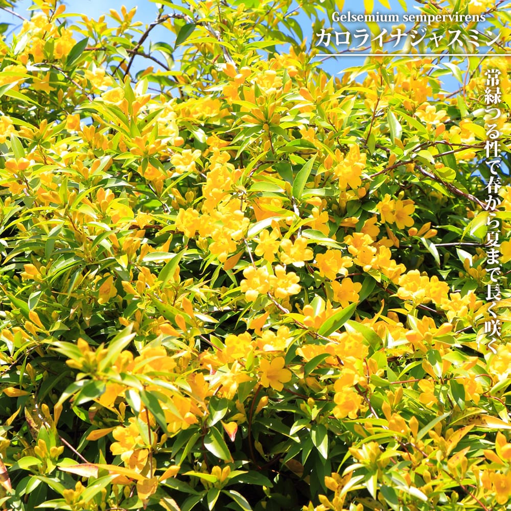 楽天市場】ソテツ (蘇鉄) 5号ポット苗 観葉植物 : 苗木部 by