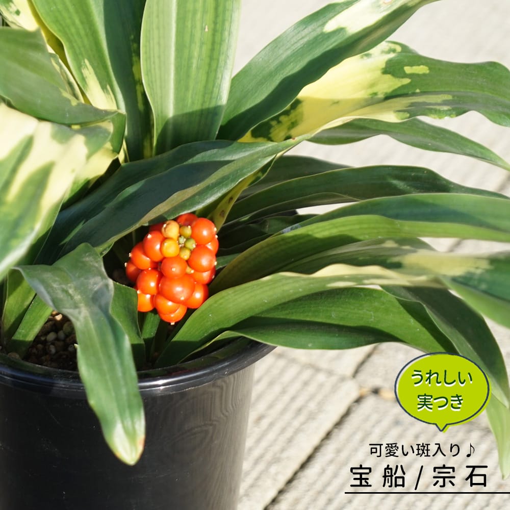 斑入り万年青 オモト 大小約30株