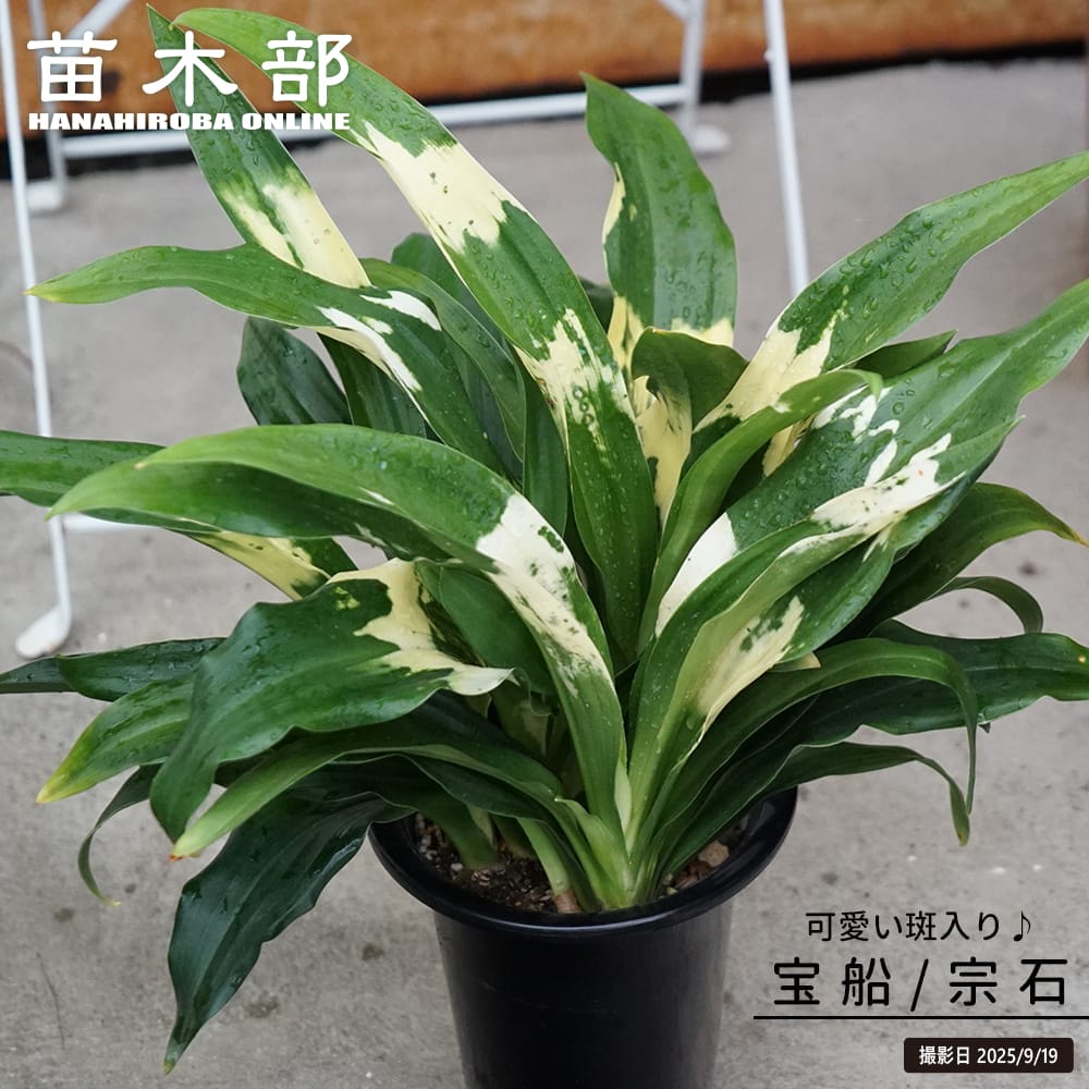 楽天市場】斑入り万年青（オモト） 【長寿】 （宗石） 5.5号鉢植え