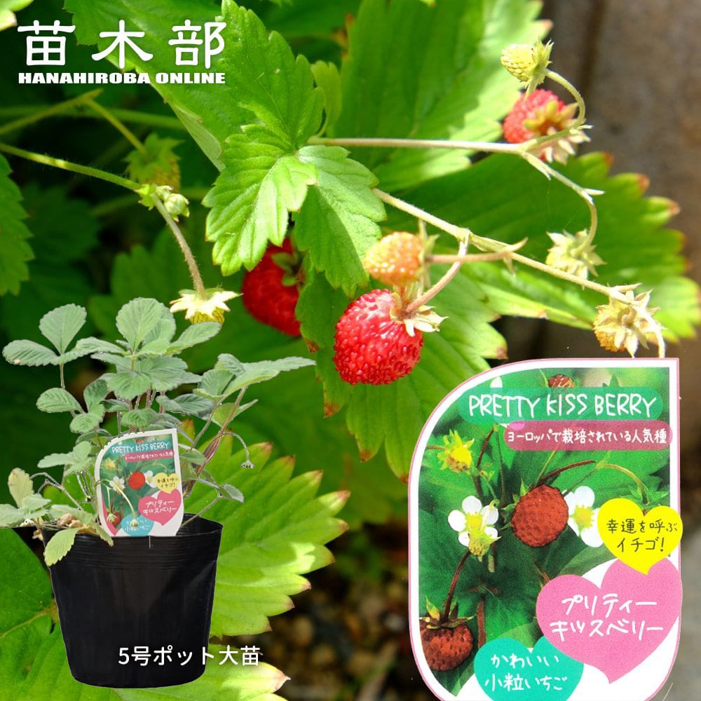 WILD STRAWBERRY スパイダーバー ワイルドストロベリー ワイルドストロベリー 1 [Wild Strawberry 1] by Ire Yonemoto
