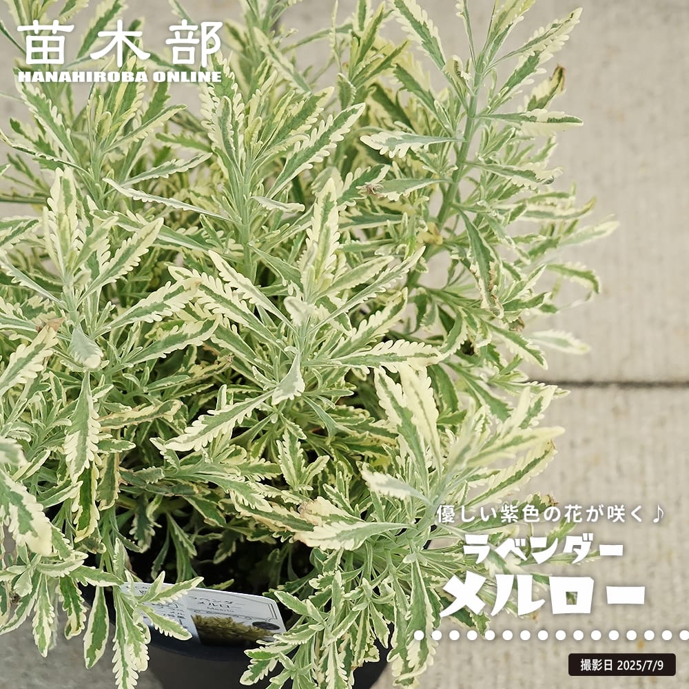 楽天市場】ラベンダー 【メルロー】 7号黒鉢植え : 苗木部 by 花