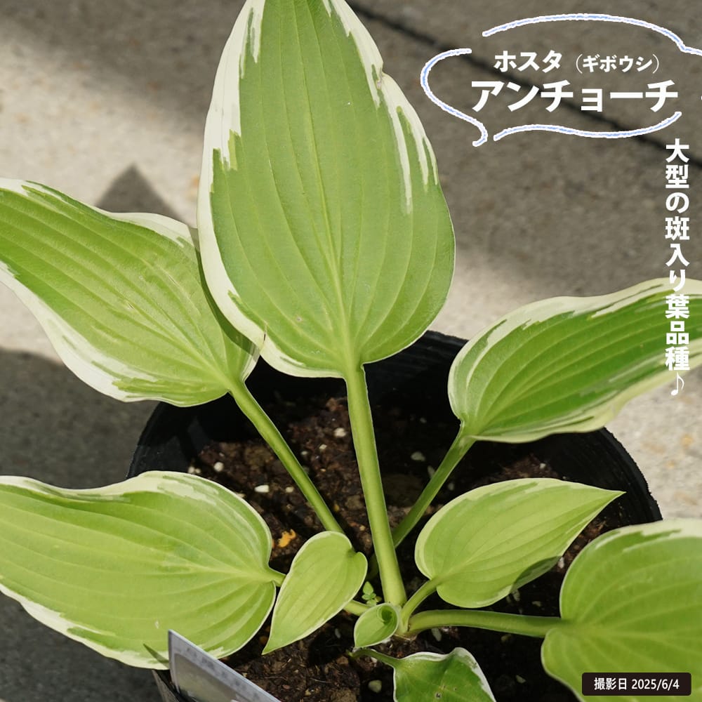 ギボウシホスタ6種類セット6948 リーガルスプレンダー ギボウシ ホスタ 6号ポット苗 : 苗木部 花
