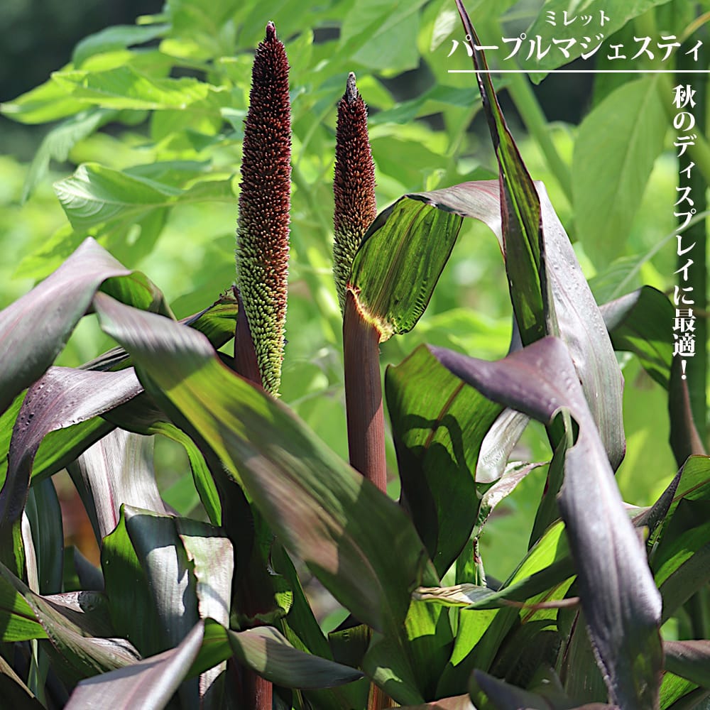 ヒトリシズカ〈3枚組〉 ヒトリシズカ 育て方（花、ガーデニング）のおすすめ人気商品