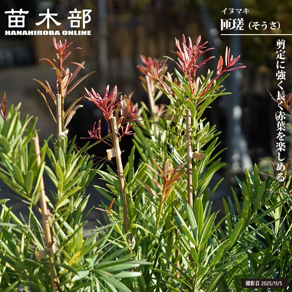 【現品】ブルーマキ　マキ・アイシーブルー　10号　２D番 現品】ブルーマキ マキ・アイシーブルー 10号 2D番