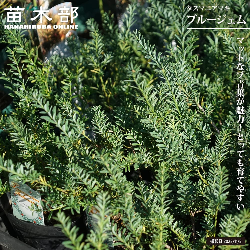 楽天市場】【現品・現物】ブルーマキ マキ・アイシーブルー Podocarpus