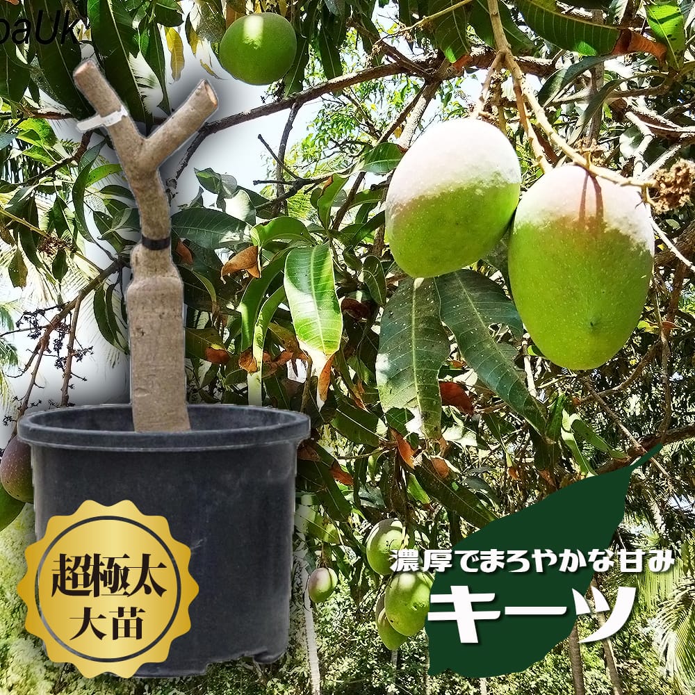 楽天市場】マンゴー 紅キンコウ 6号接ぎ木苗 : 千草園芸