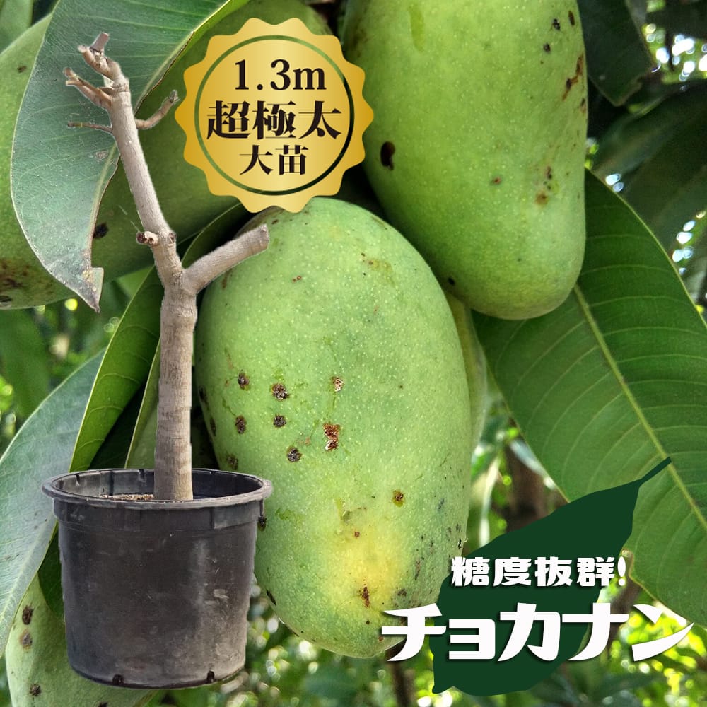 楽天市場】マンゴーの木 【玉文】 極太超特大苗 【大型宅配便】 北海道