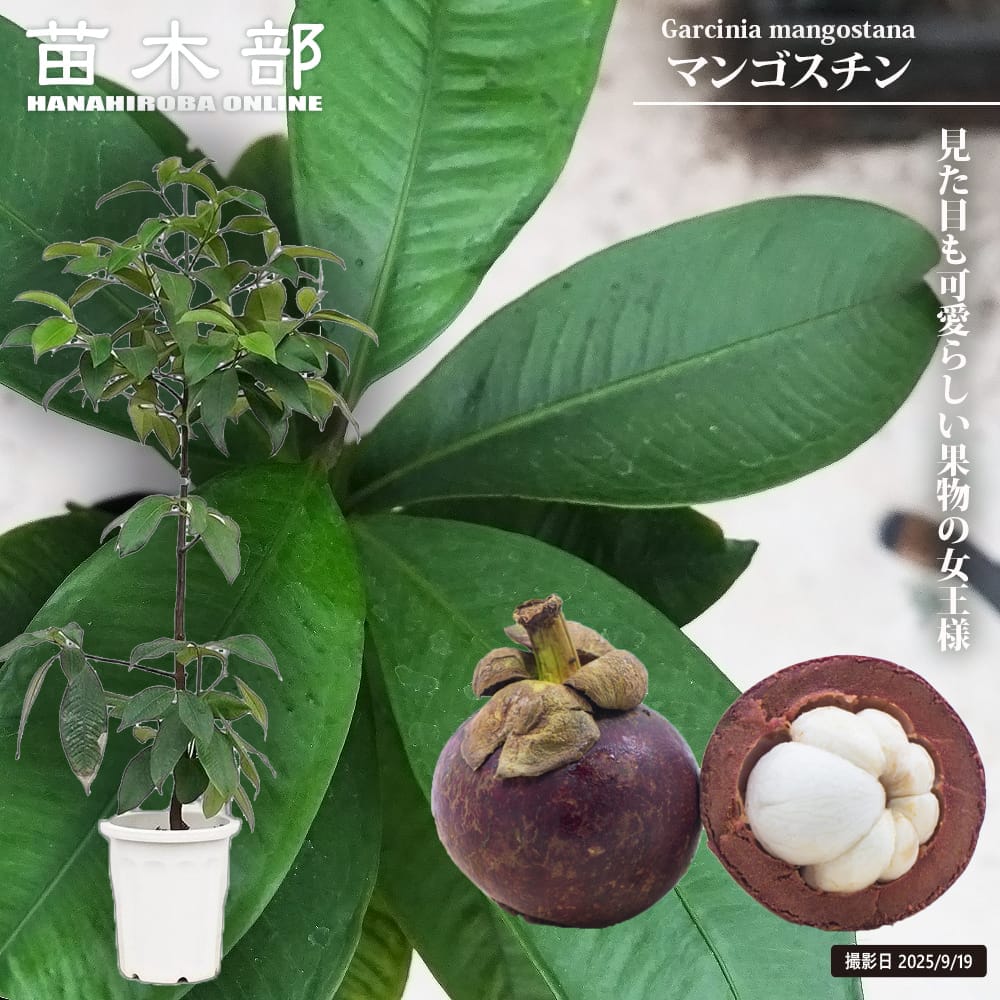 楽天市場】マンゴーの木 【玉文】 極太超特大苗 【大型宅配便】 北海道