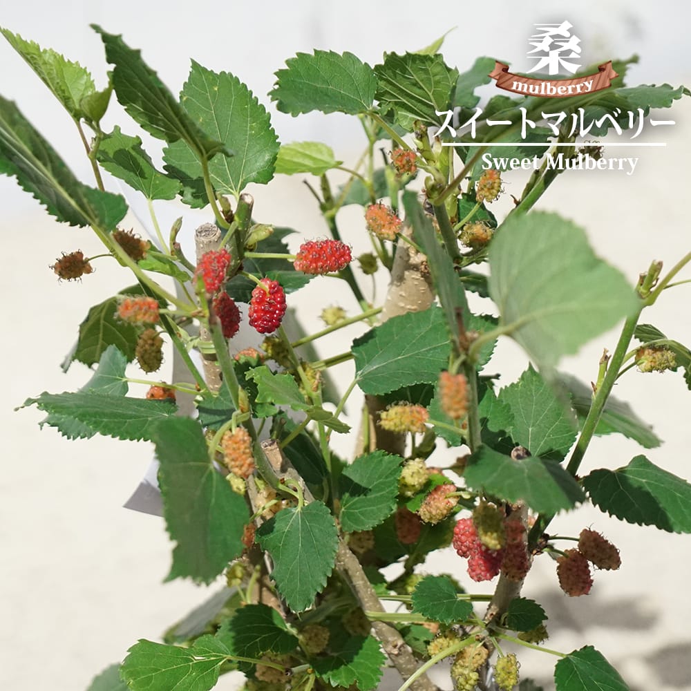 楽天市場】マルベリー 【スイートマルベリー】 5号ポット苗 : 苗木部