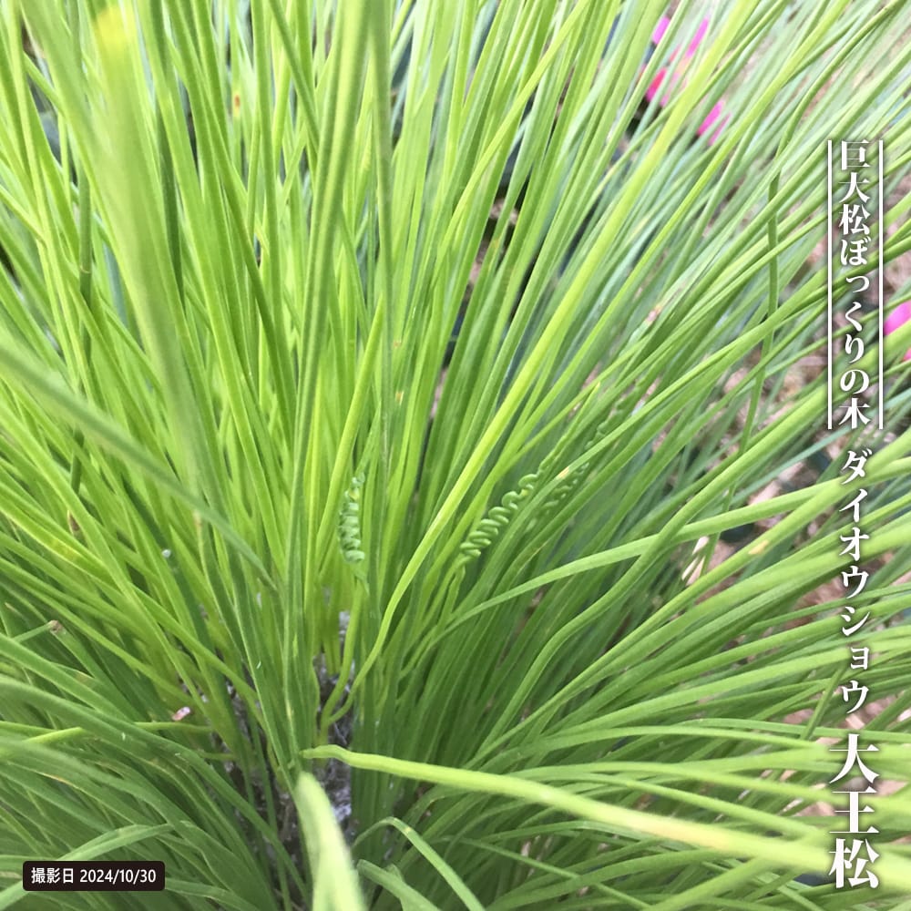 大王松の葉　30束 大王松の葉 30束