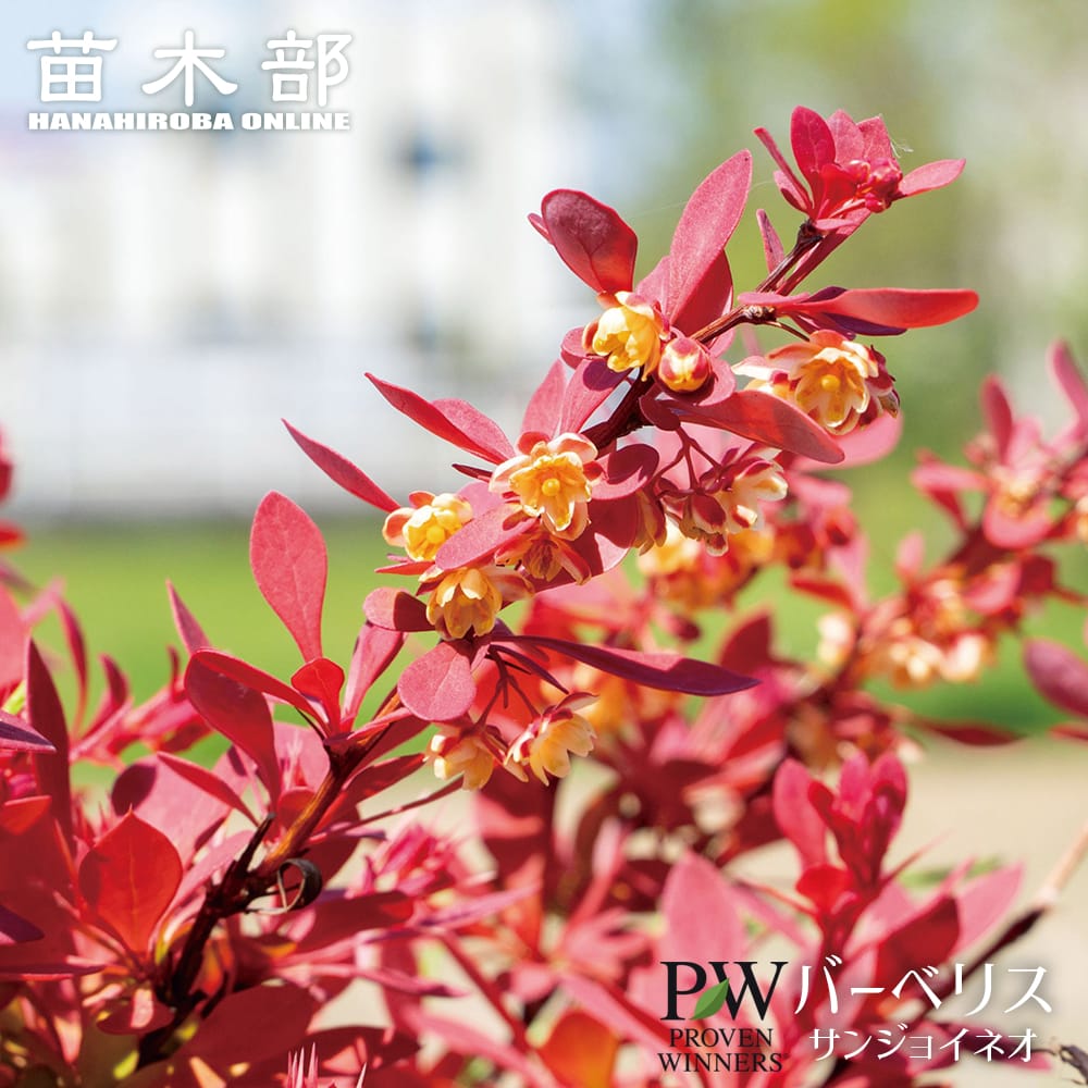 楽天市場】ガーデンブバルディア 【ファイヤーレッド】 3.5号ポット苗