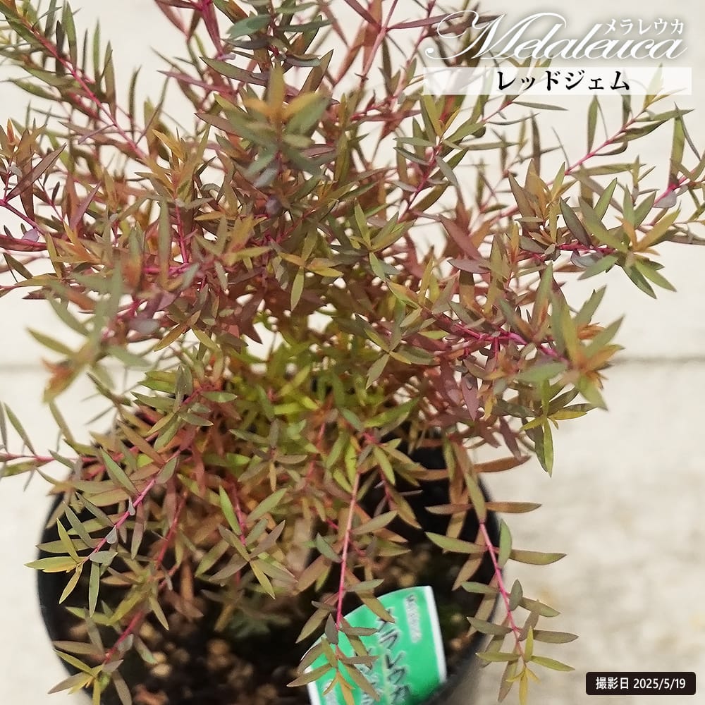 楽天市場】【現品】メラレウカ(ティーツリー) レボリューション