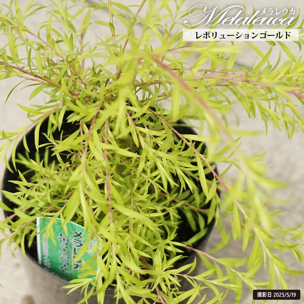 楽天市場】【レボリューションゴールド】 メラレウカ 5.5号鉢植え