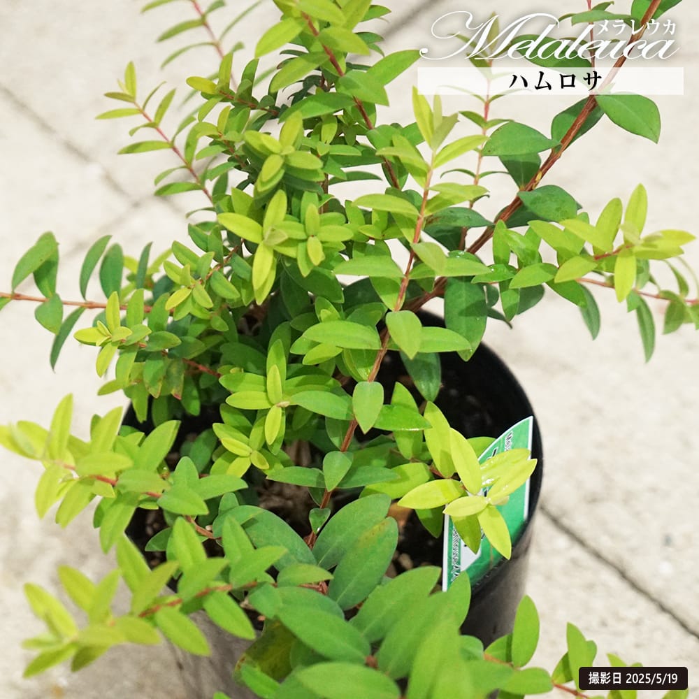 楽天市場】【現品発送】ブラヘア アルマータ 7号ポット植え（v05