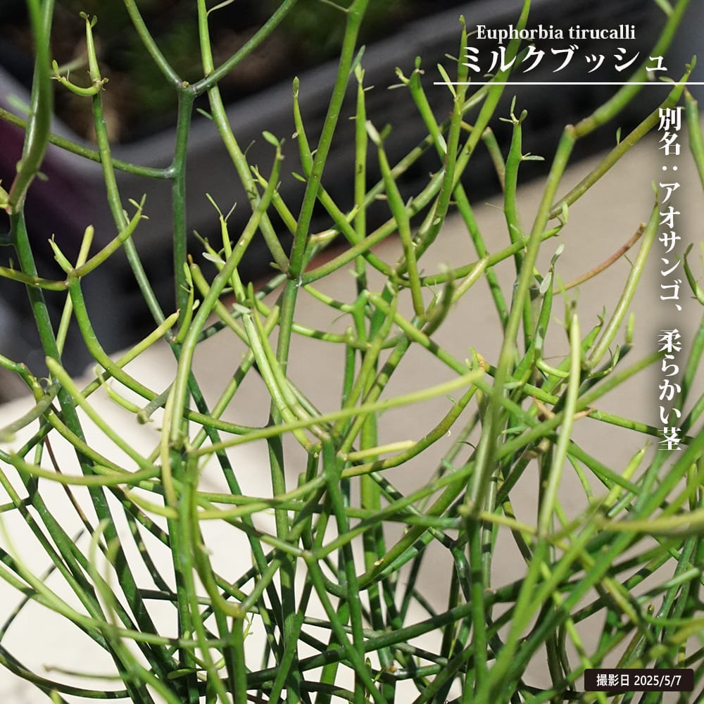 ミルクブッシュ オカサンゴ アオサンゴ観葉植物 鉢無しで95