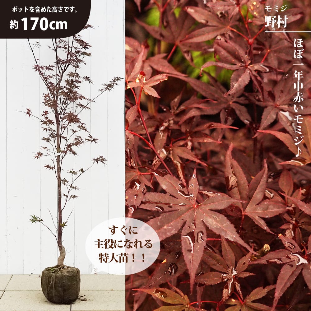 楽天市場】【野村もみじ（ノムラモミジ）】樹高1.0m前後 根巻き