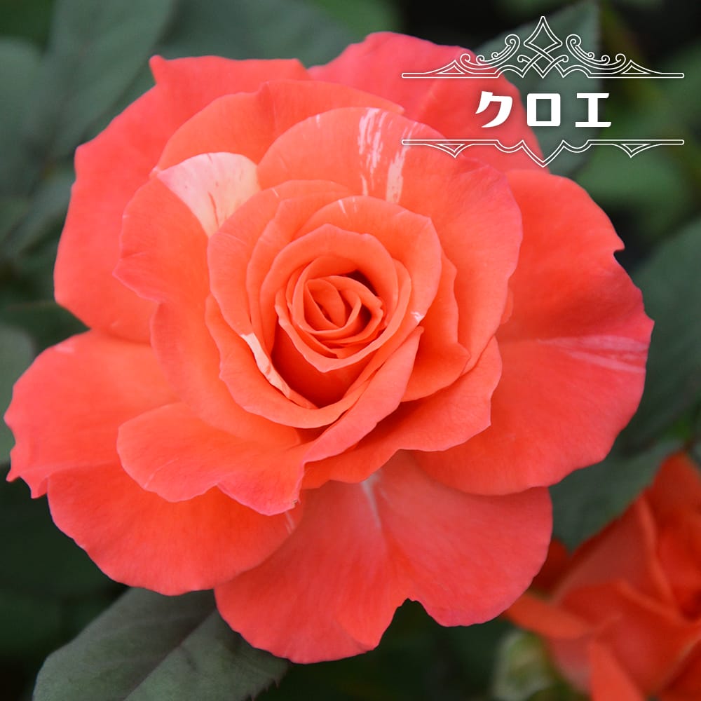 黒薔薇mira  黒真珠（大苗予約）7号鉢植え バラ苗 四季咲き大輪系