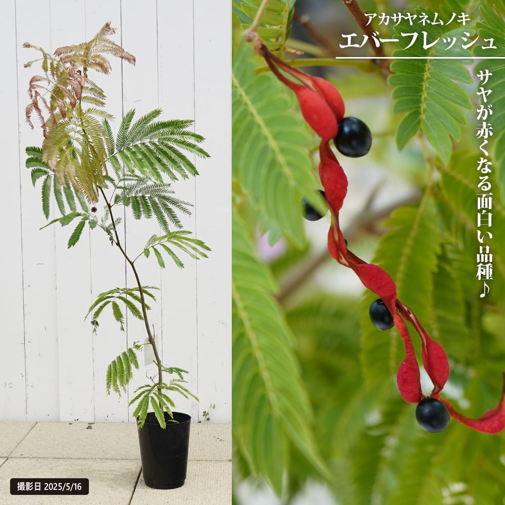 楽天市場】アカサヤネムノキ エバーフレッシュ 3.5号鉢苗 : 苗木部